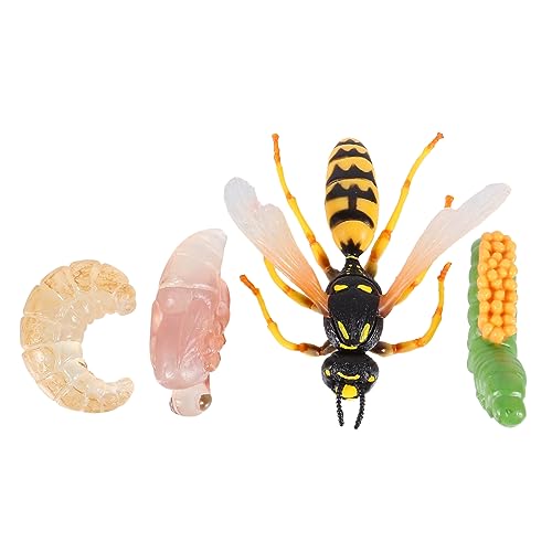 OFFIGAM 1satz Teile Kreatives Evolution Modell Wasp Wachstum Zyklus Spielzeug Für Junge Mädchen Realistisches Lernspielzeug Für Kognitive Entwicklung Und Dekoration Kinderzimmern von OFFIGAM