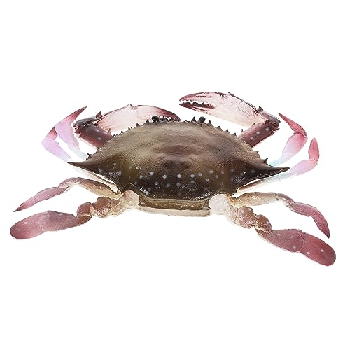 OFFIGAM Lebensechte Krabbenfigur aus PVC Simuliertes Krabbenmodell für Aquarien Dekoration und Lernspielzeug für Kreative Gestaltung OFFIGAM Lebensechte Krabbenfigur aus PVC Simuliertes Krabbenmodell für Aquarien Dekoration und Lernspielzeug für Kreative Gestaltung von OFFIGAM