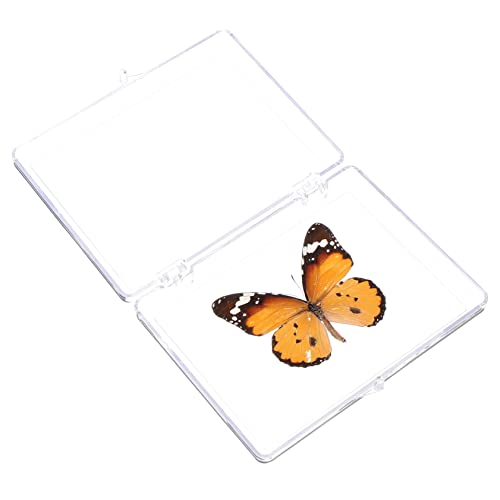 Schmetterlings-exemplar Ausstellungsexemplar Probe Lernspielzeug Schmetterlingsdarstellung Exquisite Wanddekoration Tischständer Ornament Student Plastik Schreibtisch Kunsthandwerk von OFFSCH