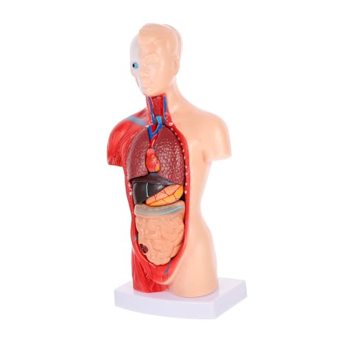 OKUMEYR 1Satz Menschliches Modell Anatomisches Herz Dissectionsmodell Biologieunterricht für Schule Labor Zuhause Hochwertige Verarbeitung Abnehmbar Lehrreiches Hilfsmittel OKUMEYR 1Satz Menschliches Modell Anatomisches Herz Dissectionsmodell Biologieunterricht für Schule Labor Zuhause Hochwertige Verarbeitung Abnehmbar Lehrreiches Hilfsmittel von OKUMEYR