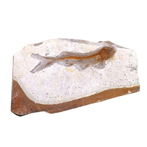 OKUMEYR 1Stück Fisch Probe Paläontologie Ornament Für Bildung Glatte Oberfläche Für Desktop Dekoration Fossilien Sammlung Wissenschaftliches von OKUMEYR