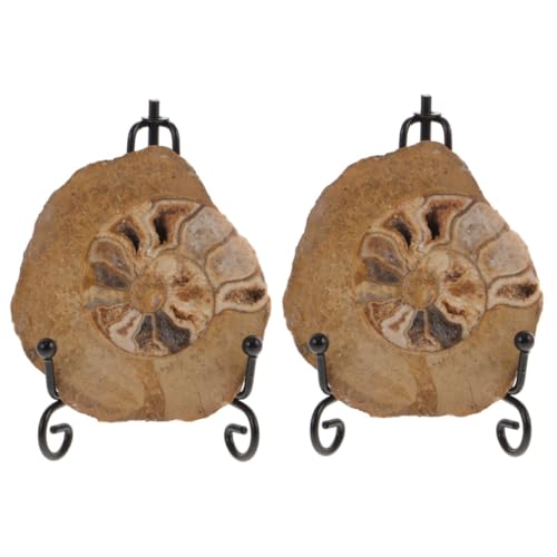 OKUMEYR 2St Ammonitenfossil unimate uniqone unikal Ornament Schulprojekt Modelle zur Dekoration Probe Ammonitenmodelle zur Sammlung Ammonitenmodelle zum Lernen Ammoniten-Modell von OKUMEYR