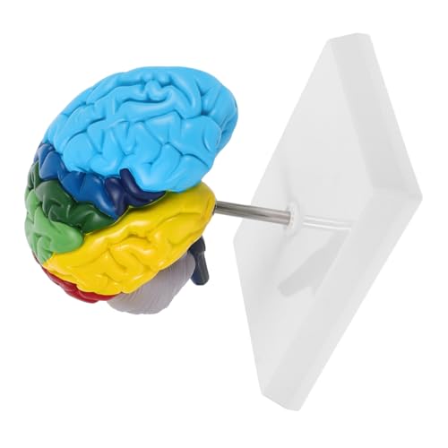 OKUMEYR Medizinische Ausbildung Langlebig Leicht zu Reinigen Detailgenau Beschriftet für Neurowissenschaften Studien OKUMEYR Medizinische Ausbildung Langlebig Leicht zu Reinigen Detailgenau Beschriftet für Neurowissenschaften Studien von OKUMEYR