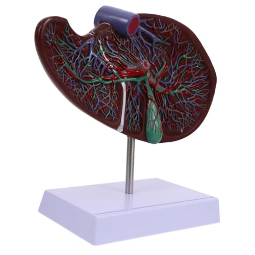 OKUMEYR Medizinisches Lebermodell Lehrmittel Zur Anatomie Menschlicher Organe Detailliertes Leber- Und Gallenblasenmodell Mit Sockel von OKUMEYR