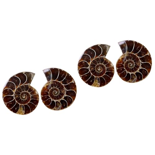 OKUMEYR Steinzeit Deko 4 Stück Ammonit- -marke Schmuck Exemplare Von Ammoniten Schillernder Ammonit Laborversorgung Meerestiere Mineralienproben Exemplare Von Ozeantieren Ammonit Spielzeug OKUMEYR Steinzeit Deko 4 Stück Ammonit- -marke Schmuck Exemplare Von Ammoniten Schillernder Ammonit Laborversorgung Meerestiere Mineralienproben Exemplare Von Ozeantieren Ammonit Spielzeug von OKUMEYR