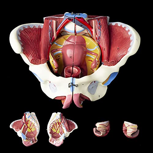 OLSDXAWQ, 1:1 Lebensgroßes weibliches Beckenmodell mit Beckenbodenmuskulatur, Perineummodell, weibliches Anatomiemodell, abnehmbare anatomische Beckenreproduktionslehre von OLSDXAWQ