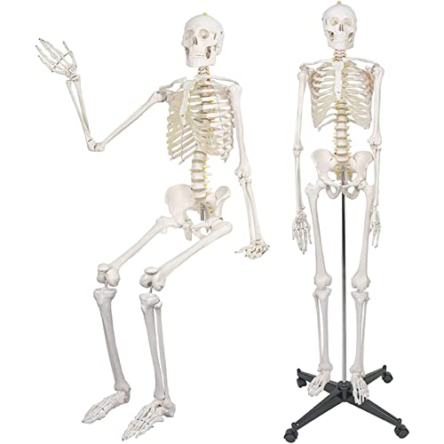OLSDXAWQ, 180 cm/70,8 Zoll lebensgroßes medizinisches anatomisches Skelett, mit Rollständer, Halloween-Dekoration, Dekorationen for Anatomie-Skelett, medizinische Lehrmittel OLSDXAWQ, 180 cm/70,8 Zoll lebensgroßes medizinisches anatomisches Skelett, mit Rollständer, Halloween-Dekoration, Dekorationen for Anatomie-Skelett, medizinische Lehrmittel von OLSDXAWQ