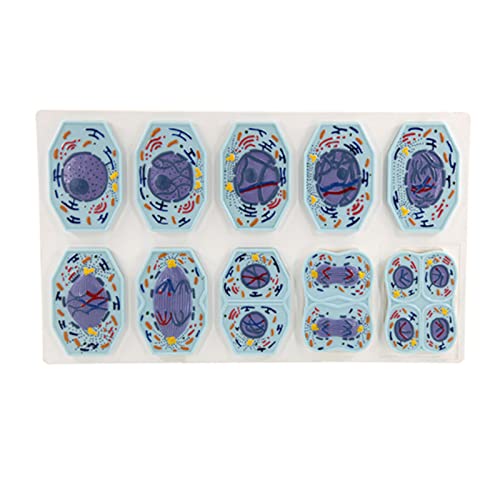 OLSDXAWQ, 3D-Zell-Meiose-Modell, 10 Teile, anatomisches Zellmodell, Biologie-Klassenzimmer, Zellstruktur, Taxonomie, Zellteilung, Bühnendarstellung for Studiendarstellung, Lehren, medizinisches Modell OLSDXAWQ, 3D-Zell-Meiose-Modell, 10 Teile, anatomisches Zellmodell, Biologie-Klassenzimmer, Zellstruktur, Taxonomie, Zellteilung, Bühnendarstellung for Studiendarstellung, Lehren, medizinisches Modell von OLSDXAWQ