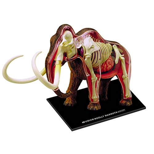 OLSDXAWQ, 4D-Elefant-Modell – Tiermodus – Elefanten-anatomisches Puzzle-Spielzeug, abnehmbar, 30 Teile, tierisches biologisches Organ, medizinisches Lehr- und Bildungsmodell OLSDXAWQ, 4D-Elefant-Modell – Tiermodus – Elefanten-anatomisches Puzzle-Spielzeug, abnehmbar, 30 Teile, tierisches biologisches Organ, medizinisches Lehr- und Bildungsmodell von OLSDXAWQ