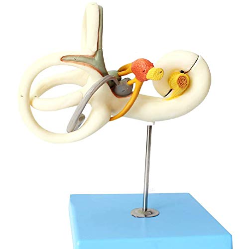 OLSDXAWQ, Anatomisches Modell, abnehmbar, 2 Teile, Hörsystem, Anzeige 18-fache Vergrößerung, geeignet for den medizinischen Unterricht von OLSDXAWQ