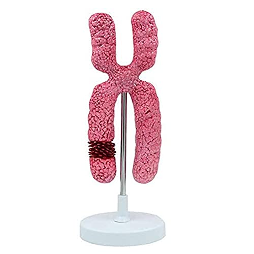 OLSDXAWQ, Anatomisches Modell der Meiose-Organellen – Lehrexperiment, Lehrmittel, medizinische Organellen-submikroskopische Struktur – for medizinische Ausbildung OLSDXAWQ, Anatomisches Modell der Meiose-Organellen – Lehrexperiment, Lehrmittel, medizinische Organellen-submikroskopische Struktur – for medizinische Ausbildung von OLSDXAWQ