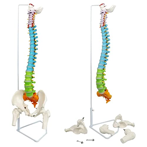 OLSDXAWQ, Chiropraktik mit Becken, Rückenmark, Nerven und Wirbeln, anatomisches Wirbelsäulenmodell für Chirurgen, Studenten OLSDXAWQ, Chiropraktik mit Becken, Rückenmark, Nerven und Wirbeln, anatomisches Wirbelsäulenmodell für Chirurgen, Studenten von OLSDXAWQ