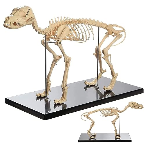 OLSDXAWQ, Hundeskelett-Knochenmodell, Hunde-Tieranatomie-Lehrmodell, PVC-Hundeskelett anatomisch for Humanbiologie, Veterinär-Demonstrationswerkzeug OLSDXAWQ, Hundeskelett-Knochenmodell, Hunde-Tieranatomie-Lehrmodell, PVC-Hundeskelett anatomisch for Humanbiologie, Veterinär-Demonstrationswerkzeug von OLSDXAWQ