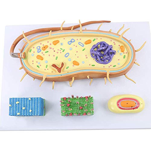 OLSDXAWQ, Kernanatomiemodell von Bakterienzellen. Anatomisches Modell von Chromosomen-Bioflagellaten for medizinisches Lehrmittel OLSDXAWQ, Kernanatomiemodell von Bakterienzellen. Anatomisches Modell von Chromosomen-Bioflagellaten for medizinisches Lehrmittel von OLSDXAWQ