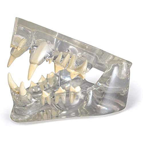 OLSDXAWQ, Klares Zahnmodell for Katzen – Tierkörper-Anatomie-Nachbildung des Katzenkiefers W – Zähne for Veterinärbüros, Lehrmittel Anatomicals OLSDXAWQ, Klares Zahnmodell for Katzen – Tierkörper-Anatomie-Nachbildung des Katzenkiefers W – Zähne for Veterinärbüros, Lehrmittel Anatomicals von OLSDXAWQ