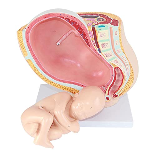 OLSDXAWQ, Medizinisches anatomisches schwangeres menschliches weibliches Becken mit Schwangerschaft 9 Monate Baby-Fötus-Modell in Lebensgröße mit abnehmbaren Organen, 4-teilig, handbemalt OLSDXAWQ, Medizinisches anatomisches schwangeres menschliches weibliches Becken mit Schwangerschaft 9 Monate Baby-Fötus-Modell in Lebensgröße mit abnehmbaren Organen, 4-teilig, handbemalt von OLSDXAWQ