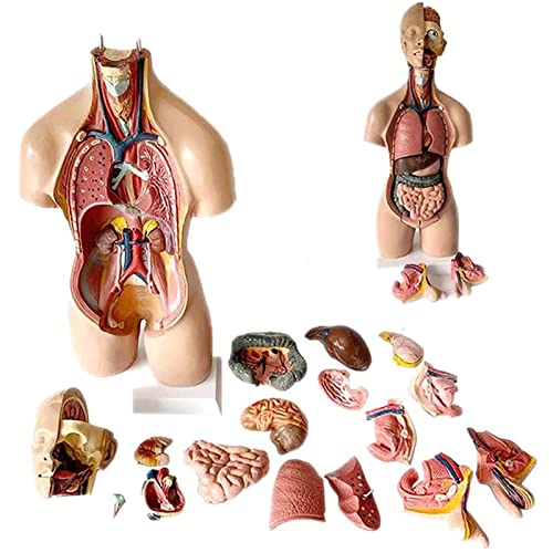OLSDXAWQ, Menschliches Brustmodell, 55 cm großes menschliches Torso-Körpermodell, torakisches Membranherz, anatomisches PVC, medizinischer Lehrer, Biologie, 19 abnehmbar OLSDXAWQ, Menschliches Brustmodell, 55 cm großes menschliches Torso-Körpermodell, torakisches Membranherz, anatomisches PVC, medizinischer Lehrer, Biologie, 19 abnehmbar von OLSDXAWQ