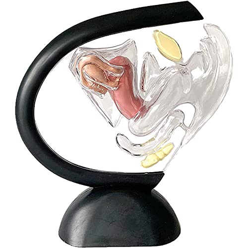 OLSDXAWQ, Menschliches transparentes Uterus-Modell – Modell der weiblichen Fortpflanzungsorgane – sichtbare Eierstockstruktur – Uterus-Lehre, anatomische Gynäkologie, Arzt und Patient OLSDXAWQ, Menschliches transparentes Uterus-Modell – Modell der weiblichen Fortpflanzungsorgane – sichtbare Eierstockstruktur – Uterus-Lehre, anatomische Gynäkologie, Arzt und Patient von OLSDXAWQ