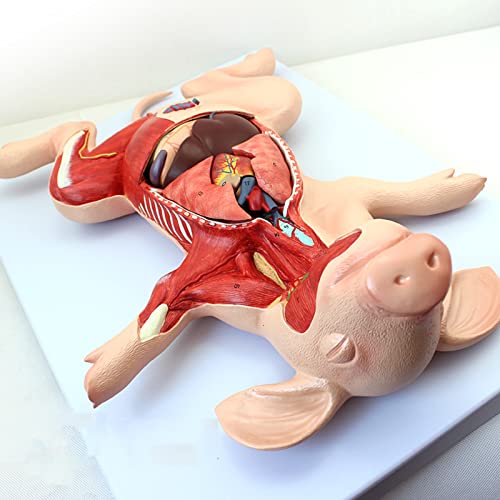 OLSDXAWQ, Schweinembryo, Schweineorgane, innere Organe, Muskeln, Nerven, Tierärzte Lernen Tieranatomie, können in 10 Teile geteilt Werden OLSDXAWQ, Schweinembryo, Schweineorgane, innere Organe, Muskeln, Nerven, Tierärzte Lernen Tieranatomie, können in 10 Teile geteilt Werden von OLSDXAWQ