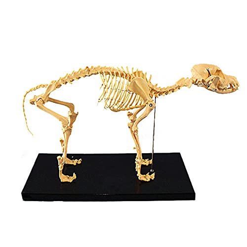 OLSDXAWQ, Tierisches Hundeskelett-Knochenmodell – Hundeskelett-Knochenschablone – Tieranatomie-Lehrmodell – for Hunde Anatomisches Hundeskelett 42 * 20 * 35 cm OLSDXAWQ, Tierisches Hundeskelett-Knochenmodell – Hundeskelett-Knochenschablone – Tieranatomie-Lehrmodell – for Hunde Anatomisches Hundeskelett 42 * 20 * 35 cm von OLSDXAWQ