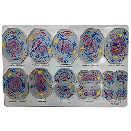 OLSDXAWQ, Zell-Meiose-Modell – 10 Teile, zellanatomisches Modell – Biologie-Klassenzimmer, Zellstruktur, Taxonomie, Zellteilung, Bühnendarstellung – for Studiendarstellung, Lehre, medizinisches Modell OLSDXAWQ, Zell-Meiose-Modell – 10 Teile, zellanatomisches Modell – Biologie-Klassenzimmer, Zellstruktur, Taxonomie, Zellteilung, Bühnendarstellung – for Studiendarstellung, Lehre, medizinisches Modell von OLSDXAWQ