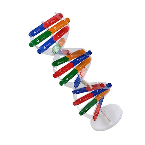 ORFOFE 1Satz DNA Modell Kit für Doppelhelix Struktur Pädagogisches Wissenschaftsspielzeug für Unterricht Kindermontage für Lernexperimente Kreatives DIY zur Veranschaulichung von ORFOFE