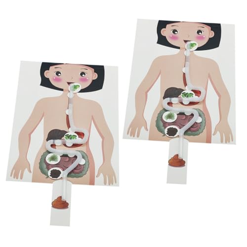 ORFOFE 2 Sätze Modell des Verdauungssystems Lehrmittel Für Den Menschlichen Magen Anatomiemodell des Menschlichen Torsos Anatomie-Poster Kleinkind Lebensmittel Lieferungen Kunststoff von ORFOFE