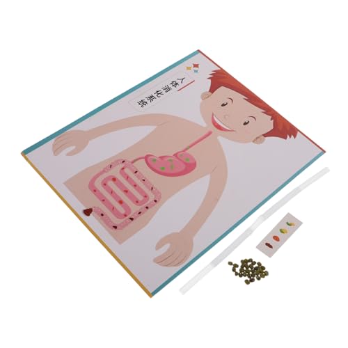 ORFOFE 4 Sätze Human Digestive System DIY Modell Bausatz für Wissenschaftliches Experimentierspielzeug für Schule und Frühkindliche Bildung Lehrreiches Bastelset zur Veranschaulichung des von ORFOFE