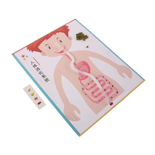 ORFOFE 4 Sätze Interaktives Wissenschaftsexperiment für Schule Frühe Bildung Bastelmaterialien Fördert Neugier Biologie und Stem-Themen ORFOFE 4 Sätze Interaktives Wissenschaftsexperiment für Schule Frühe Bildung Bastelmaterialien Fördert Neugier Biologie und Stem-Themen von ORFOFE