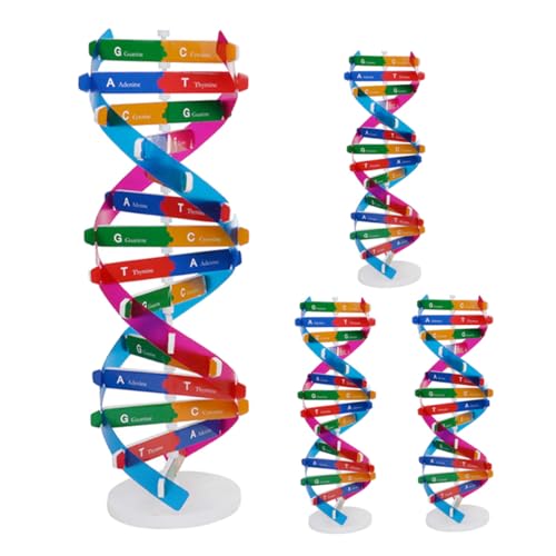 ORFOFE 4 Stück Teiliges DNA Doppelhelix Modell Präzise Molekulare Struktur DIY Lernspielzeug für Schüler Biologisches Gen Lehrmittel mit Stabilem Displayständer Fördert Praktische von ORFOFE