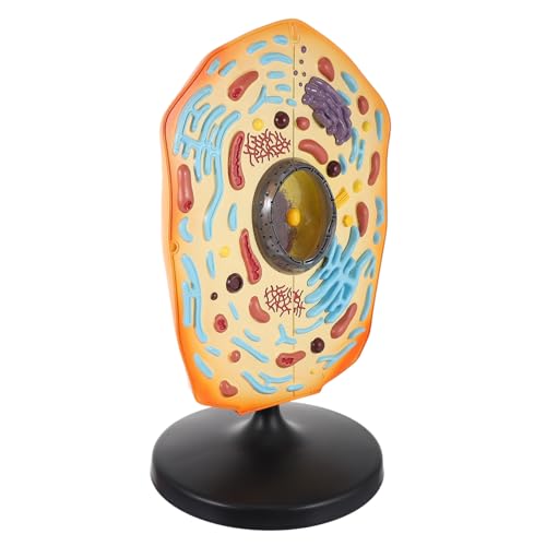 ORFOFE Anatomisches Tierzellmodell Biologie Lehrmodell Display Modell Vergrößert Realistische Zellstruktur für Unterricht Gymnasium und Biologieunterricht von ORFOFE