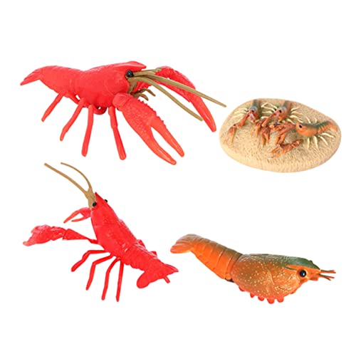 ORFOFE Crayfish Lebenszyklus Modellspielzeug Realistische Krebsfiguren Biologisches Lernspielzeug Pädagogisches Aquarium Tierwachstum Edukatives Kinderspielzeug Kunststoff Langlebig von ORFOFE