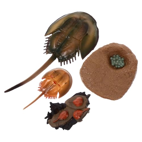ORFOFE Simulationsspielzeug Meerestiere Mini Meeresorganismen Modell Lernspielzeug für Kognitive Entwicklung und Naturgetreue Lebenszyklusdarstellung von ORFOFE