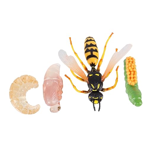 ORFOFE Teiliges Insektenmodell Realistische Wespen Wachstumszyklus Simulation Pädagogisches Lernspielzeug für Leicht zu Greifen für Jungen und Mädchen von ORFOFE