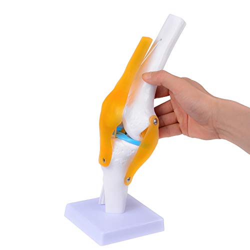 Dental Human Knee Model mit Bändern und Muskel Anatomisches Kniegelenk Modell Human 1:1 Lebensgröße Knie Anatomie Modell für Unterricht Studenten Studium Dental Human Knee Model mit Bändern und Muskel Anatomisches Kniegelenk Modell Human 1:1 Lebensgröße Knie Anatomie Modell für Unterricht Studenten Studium von ORILAO