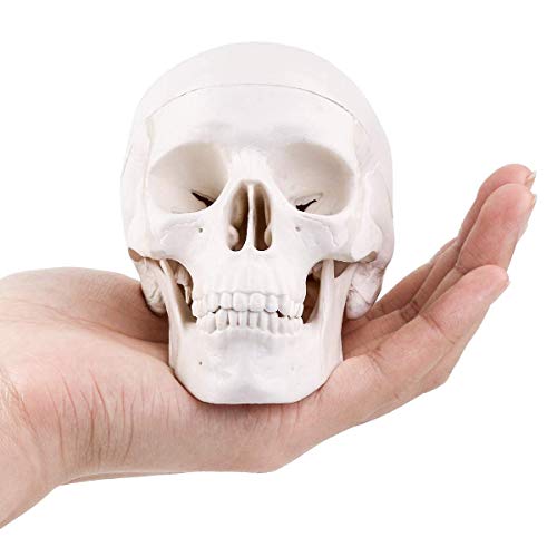 Miniatur-Schädelmodell, menschlicher medizinischer Schädelknochen, anatomisches Modell, kleine Größe, Schädelknochen eines Erwachsenen für den Bildungsbereich Miniatur-Schädelmodell, menschlicher medizinischer Schädelknochen, anatomisches Modell, kleine Größe, Schädelknochen eines Erwachsenen für den Bildungsbereich von ORILAO