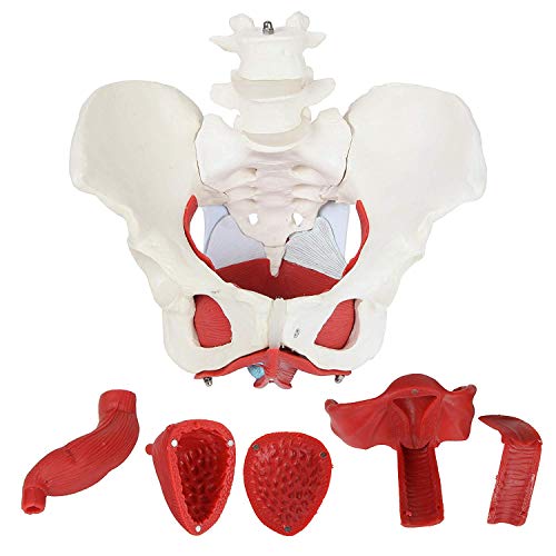 Modell weiblicher Becken- und Beckenboden, Muskeln und Organe, abnehmbare Organe umfassen Uter von ORILAO