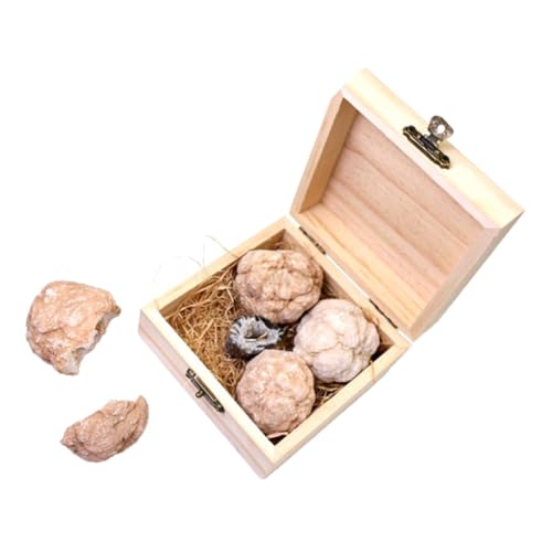 OSOLADY 1 Cluster Kristallkugel Geologie Werkzeuge Edelstein Bergbau Werkzeuge Wissenschafts Set Geoden Set Steintrommel Gesteinssammlung Wissenschafts Sets Mineral Gesteins Set OSOLADY 1 Cluster Kristallkugel Geologie Werkzeuge Edelstein Bergbau Werkzeuge Wissenschafts Set Geoden Set Steintrommel Gesteinssammlung Wissenschafts Sets Mineral Gesteins Set von OSOLADY