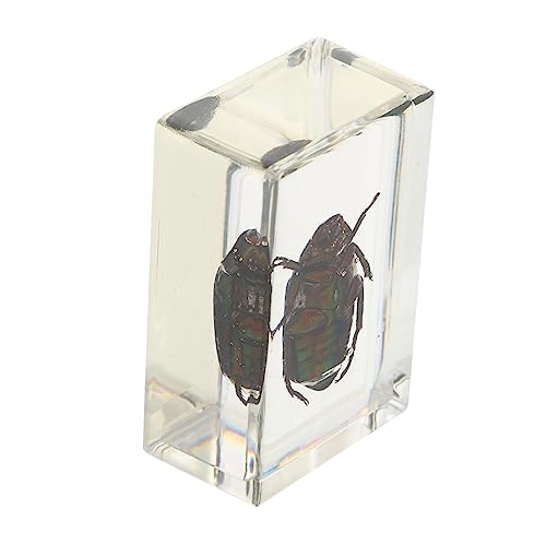 OSOLADY 1 Stück Biologische Wissenschaft Bildung Harzproben Cockchafer Bernsteinproben OSOLADY 1 Stück Biologische Wissenschaft Bildung Harzproben Cockchafer Bernsteinproben von OSOLADY