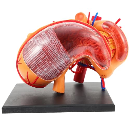 OSOLADY 1Stück Anatomisches Modell Des Menschlichen Magen Modell für Biologieunterricht Leichtgewichtig und Tragbar für Lehrer und Schüler von OSOLADY