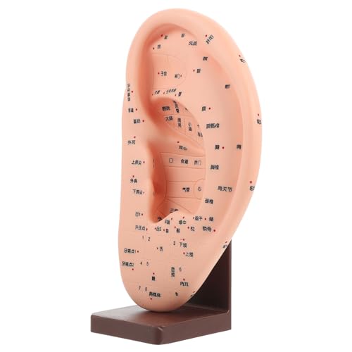 OSOLADY 1Stück Ohrakupunkturpunkt Modell Mit Sockel Lehrmodell Für Ohrmassage Reflexzonen Für Universitäten Ausbildungseinrichtungen Langlebig OSOLADY 1Stück Ohrakupunkturpunkt Modell Mit Sockel Lehrmodell Für Ohrmassage Reflexzonen Für Universitäten Ausbildungseinrichtungen Langlebig von OSOLADY