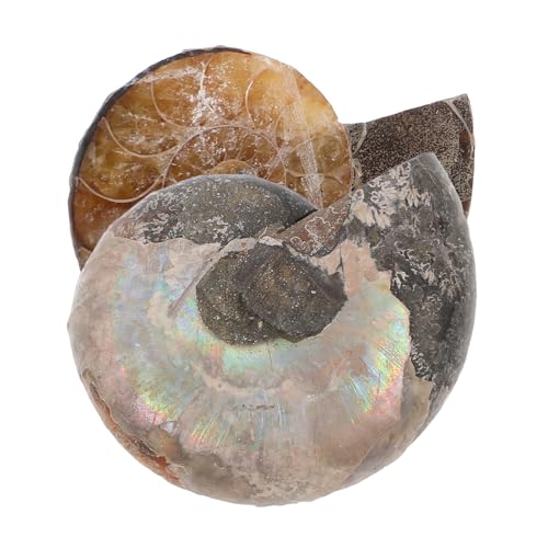 OSOLADY Halskette mit natürlichen gespaltenen Ammoniten-Muschelscheiben 2 Stück pädagogisches Ornament zum Sammeln und Lernen OSOLADY Halskette mit natürlichen gespaltenen Ammoniten-Muschelscheiben 2 Stück pädagogisches Ornament zum Sammeln und Lernen von OSOLADY