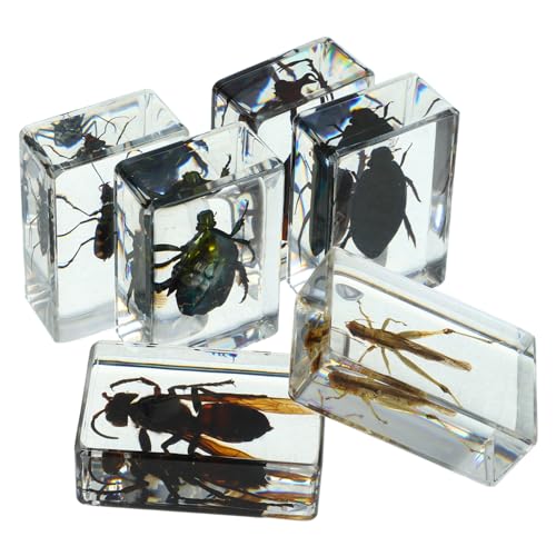 OSOLADY 6Stücke Teiliges Harzinsekten Sammelset Klarer Blick Insektenproben für Wissenschaftsunterricht Ausstellungen und Sammlungen Perfektes für OSOLADY 6Stücke Teiliges Harzinsekten Sammelset Klarer Blick Insektenproben für Wissenschaftsunterricht Ausstellungen und Sammlungen Perfektes für von OSOLADY