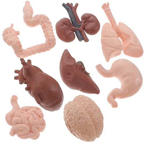 OSOLADY 8Stücke Teiliges Realistisches Organmodell für Unterricht Menschliche Herz Darm Niere für Detailgetreue von OSOLADY