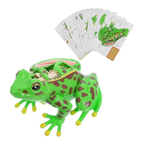 OSOLADY Frosch-modell Anatomie Lehrmittel Frosch-badespielzeug Anatomiemodell Eines Frosches Frosch-souvenirs Frosch-puzzle Simulierter Frosch Frosch-andenken Frosch Miniatur Green Plastik OSOLADY Frosch-modell Anatomie Lehrmittel Frosch-badespielzeug Anatomiemodell Eines Frosches Frosch-souvenirs Frosch-puzzle Simulierter Frosch Frosch-andenken Frosch Miniatur Green Plastik von OSOLADY