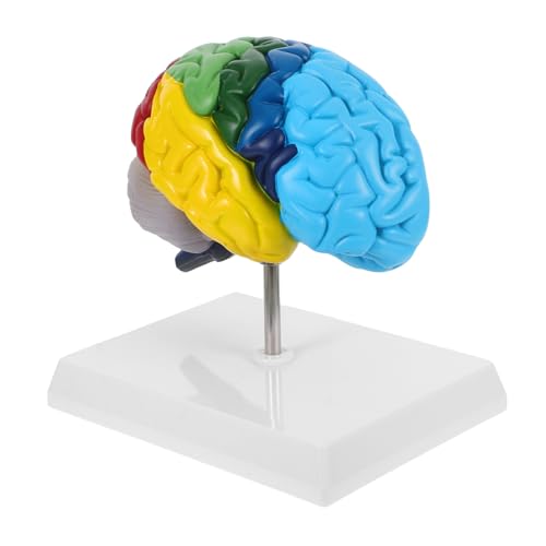 OSOLADY Gehirnmodell Menschliches Anatomisches Modell Medizinisches Lehrmittel Anatomiemodell Kopf Menschliche Anatomie Für Anatomie Display Menschliche Anatomie Medizinisches OSOLADY Gehirnmodell Menschliches Anatomisches Modell Medizinisches Lehrmittel Anatomiemodell Kopf Menschliche Anatomie Für Anatomie Display Menschliche Anatomie Medizinisches von OSOLADY