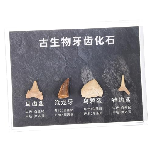OUNONA Paläontologisches Probendekor 1 Schachtel Zahnmodelle Lernspielzeug Für Jungen Und Mädchen Dekorative Ornamente OUNONA Paläontologisches Probendekor 1 Schachtel Zahnmodelle Lernspielzeug Für Jungen Und Mädchen Dekorative Ornamente von OUNONA