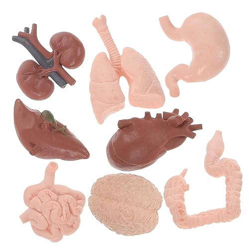 OUNONA 1 Satz Menschliches Organmodell Anatomie Und Physiologie Des Menschen Lernspielzeug Für Körperteile Modellbausätze Modell Des Menschlichen Gehirns Mein Körperrätsel Plastik 8st von OUNONA