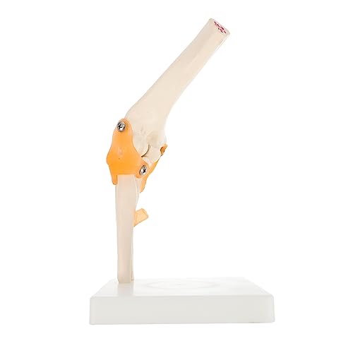 OUNONA 1stück Ellenbogengelenk Modell Anatomisches Skelettmodell Des Menschlichen Ellenbogens Lebensgroß Für Studium Und Unterricht Für Anatomische Demonstrationen Und Lernzwecke von OUNONA