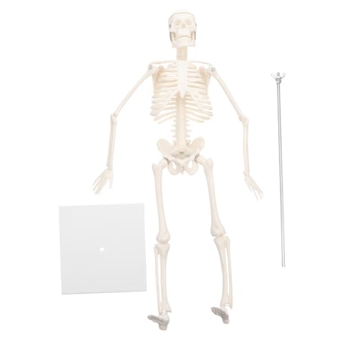 OUNONA 1 Stück Simuliertes Skelett Skelett Miniaturen Skelett- menschliches Schädelskelett riesiges Skelett unzerbrechlich beige Ganzkörper-Knochenmodell Simulationsskelettmodell PVC von OUNONA